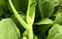 有機(jī)蔬菜更有必要進(jìn)行農(nóng)殘檢測嗎？